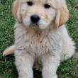 Hodowla Golden Retriever