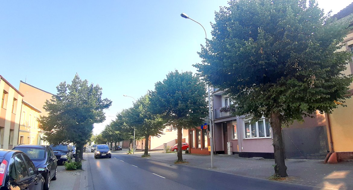 Ekologia Przyroda, Można wyciąć drzewa Obrońców Warszawy - zdjęcie, fotografia