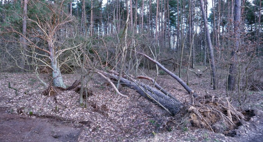 Ekologia Przyroda, Potężne szkody w lasach - zdjęcie, fotografia