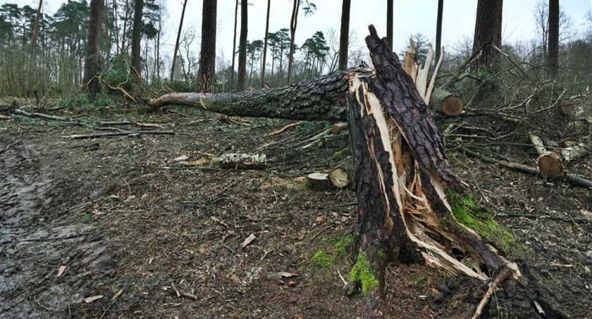 To tylko mały wycinek zniszczeń jakie można zobaczyć w lesie nad Łobżonką