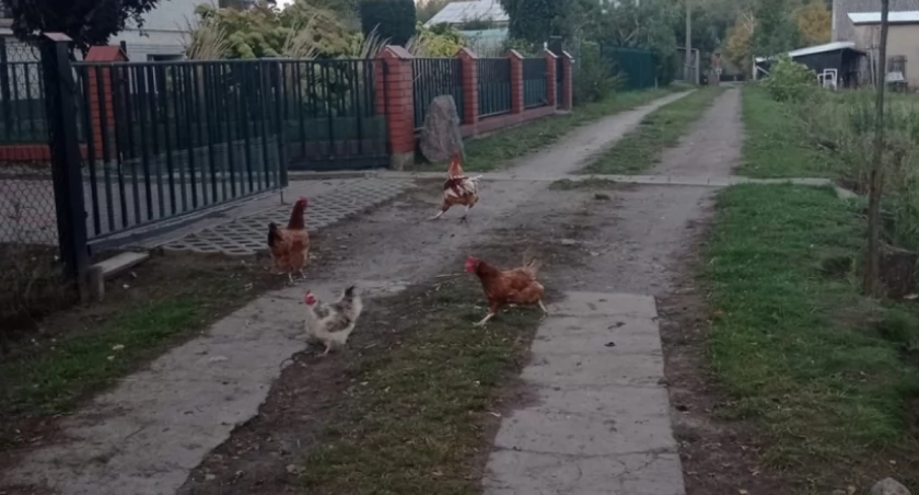 Gdyby jeszcze tak jajka znosiły na posesji sąsiada!