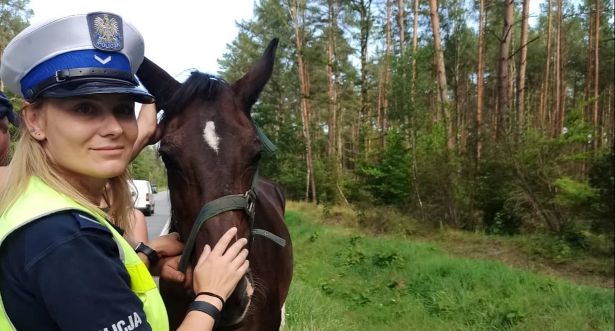 Policja - komunikaty i akcje, Złotowska drogówka zatrzymuje konia! - zdjęcie, fotografia