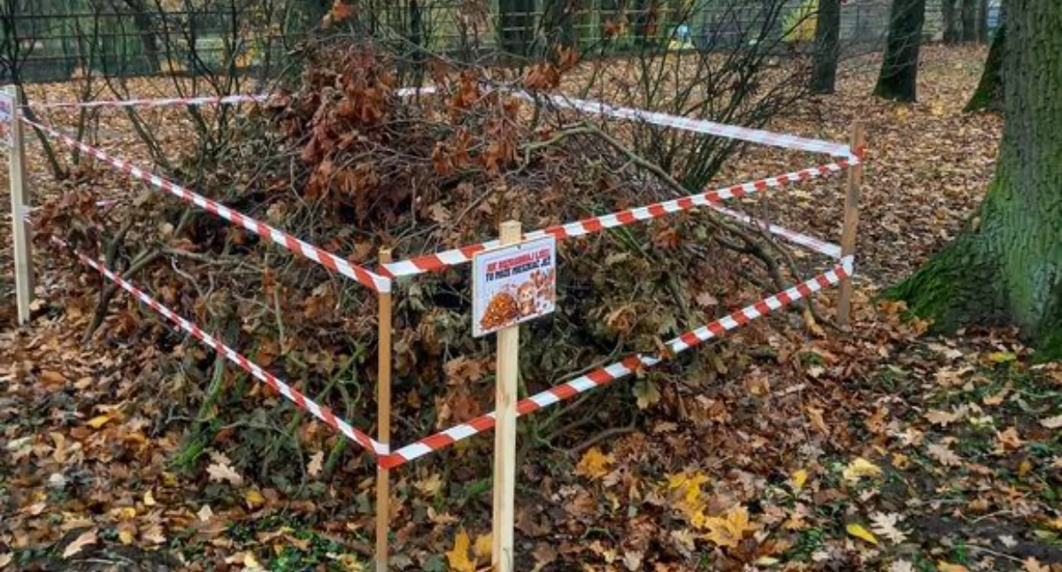 Ekologia Przyroda, takie jeży! - zdjęcie, fotografia