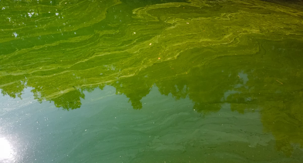 Ekologia Przyroda, Będą walczyć sinicami Jeziorze Zaleskim - zdjęcie, fotografia