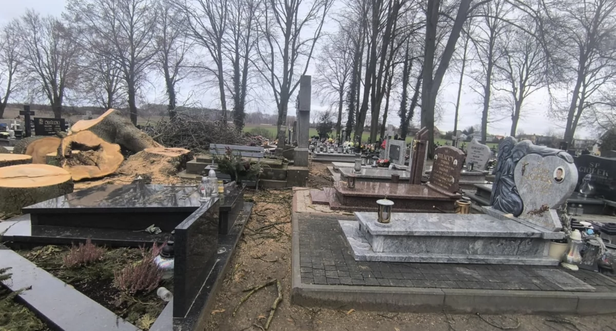 Interwencje czytelników, uszanowano grobów powinna prowadzona wycinka - zdjęcie, fotografia