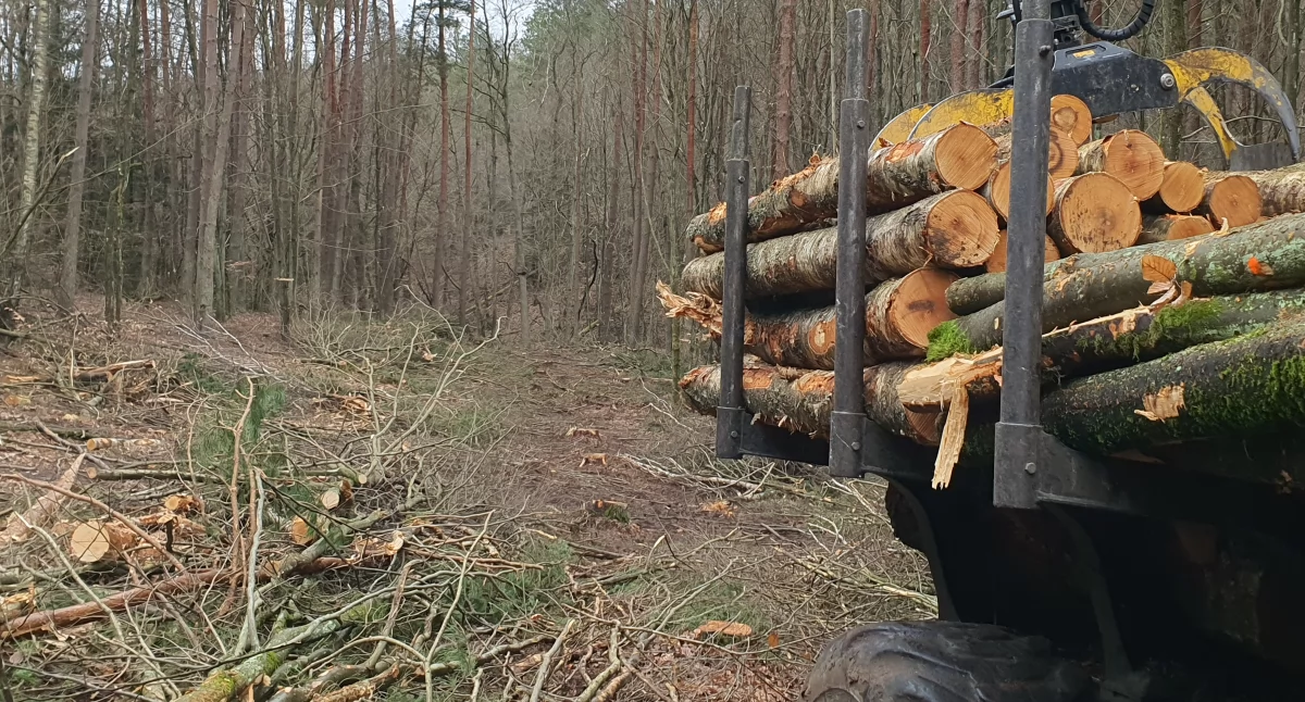 Inwestycje w powiecie, Lasem Nadleśnictwa Okonek popłynie prąd wiatrowych Bałtyku - zdjęcie, fotografia