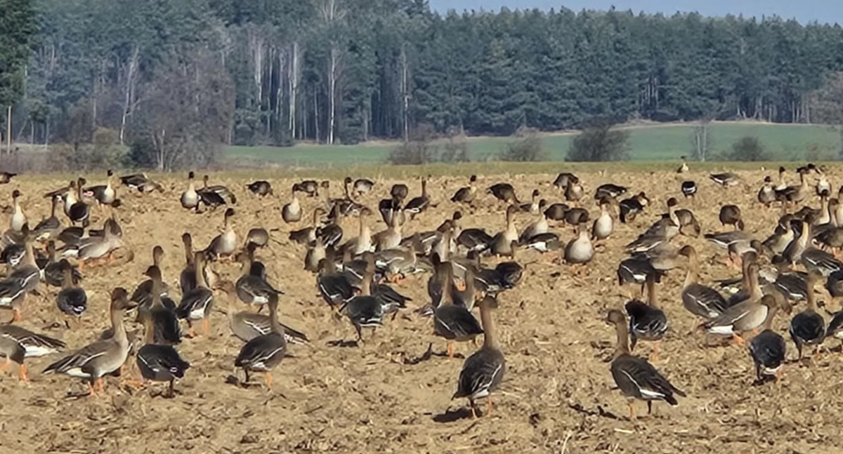 Rolnictwo, Ganiają gęsi i żurawie polach innego pozostało - zdjęcie, fotografia