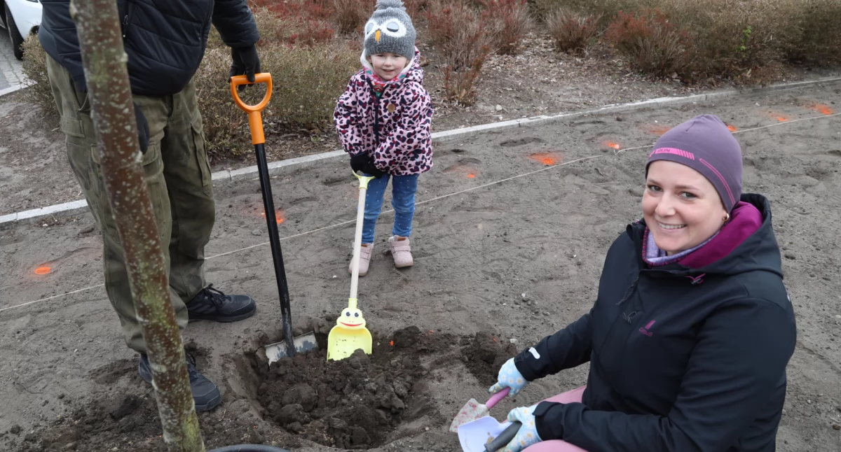 Ekologia Przyroda, Zamiast betonu drzewa Zielona zmiana centrum Krajenki - zdjęcie, fotografia