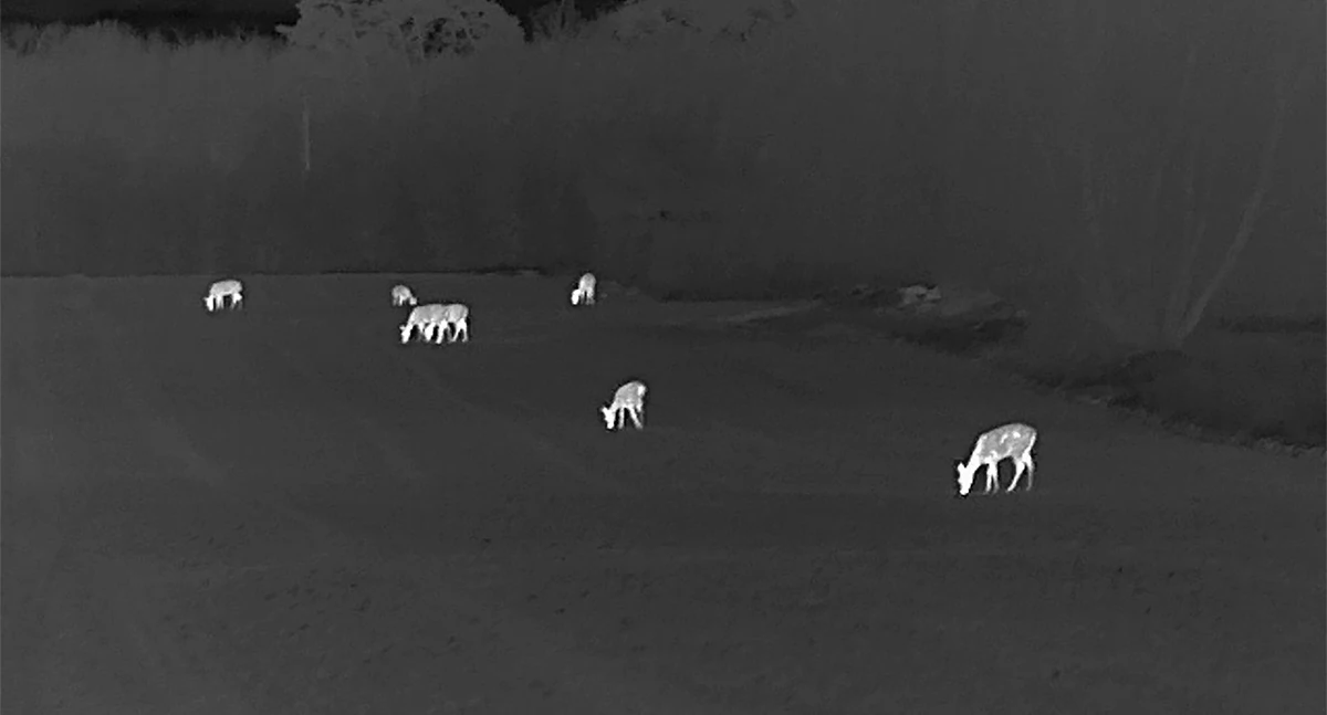 Zwierzęta, Leśna gorączka termowizory wyciągają zwierzęta cienia - zdjęcie, fotografia