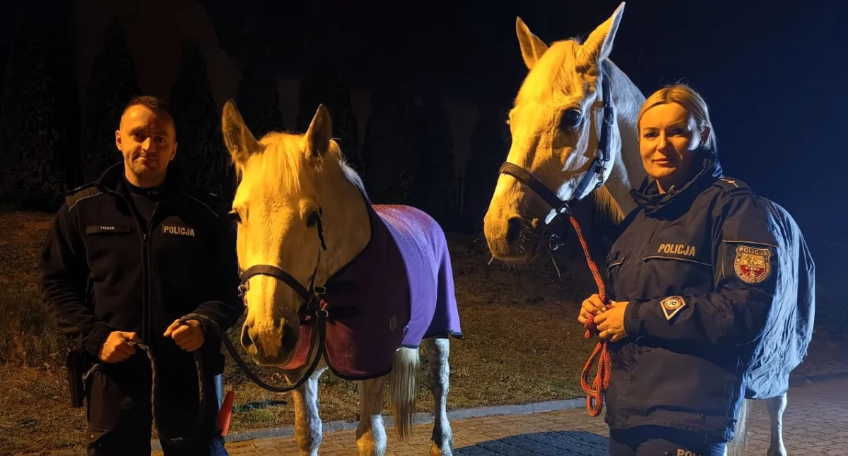 Policja - komunikaty i akcje, Konie gigancie mogło skończyć dramatem - zdjęcie, fotografia