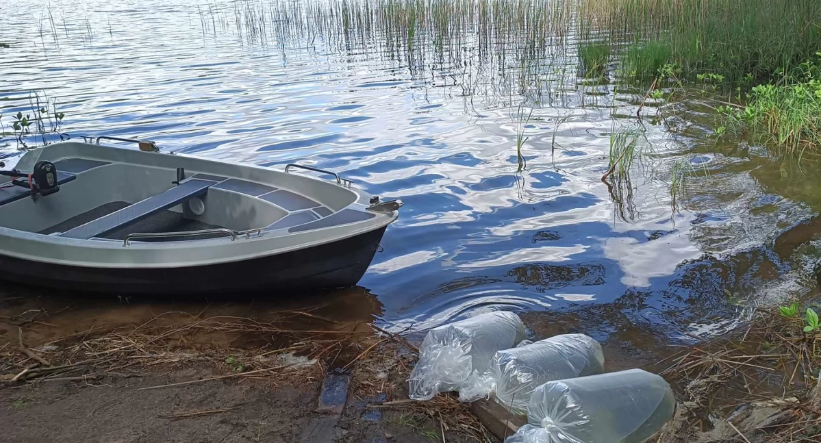 Ekologia Przyroda, Szczupaki wracają Damsy kolejne zarybianie powiecie złotowskim - zdjęcie, fotografia