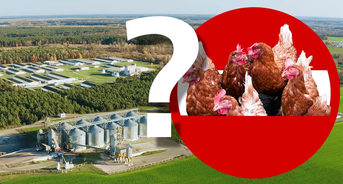 Inwestycje w powiecie, Odlot kurzy przed lądowaniem horyzoncie biogazownia - zdjęcie, fotografia
