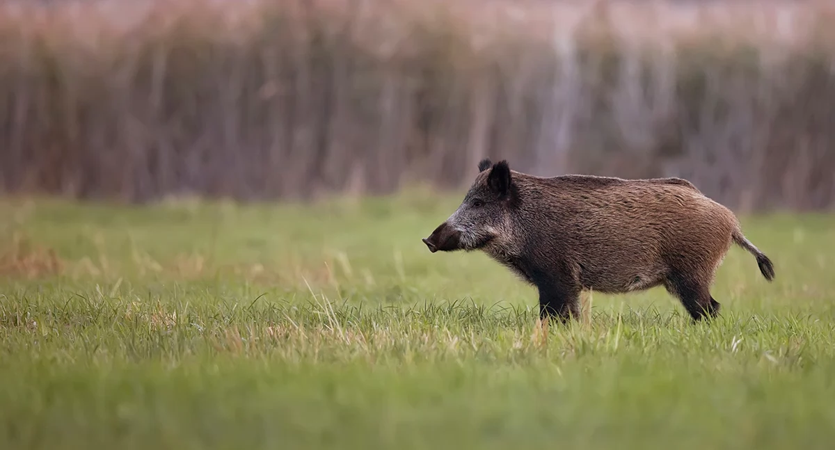 Zwierzęta, Dziki w powiecie zdrowe ASF–u - zdjęcie, fotografia
