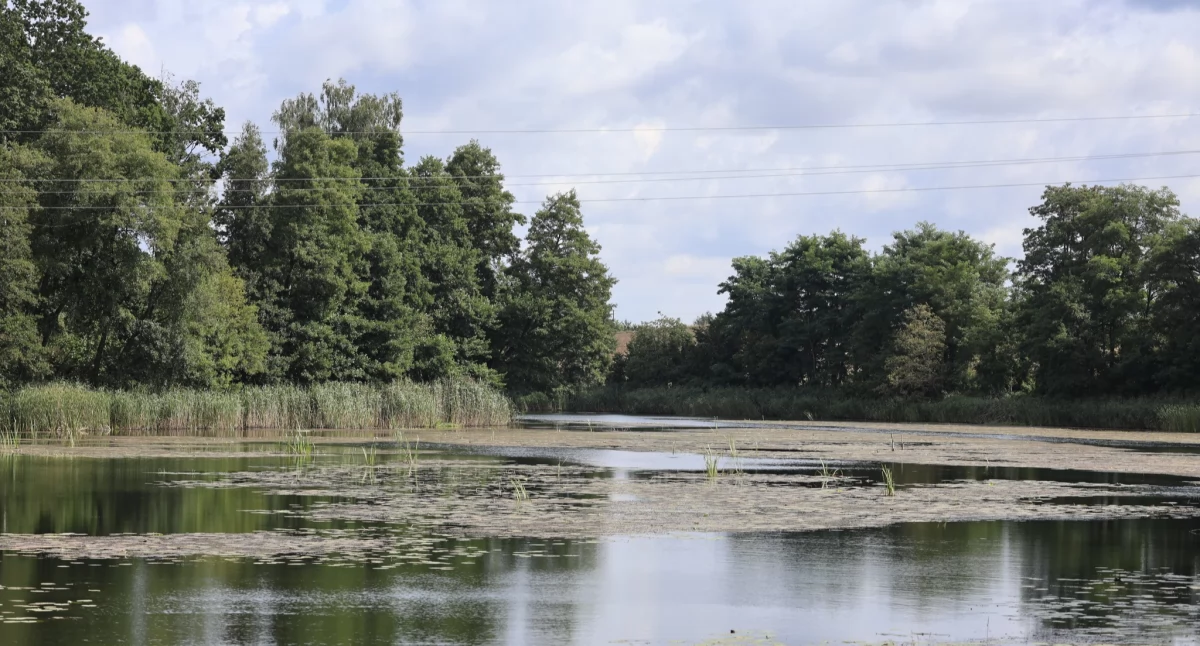 Ekologia Przyroda, Wspólny projekt gminy Łobżenica Nadleśnictwa Złotów - zdjęcie, fotografia