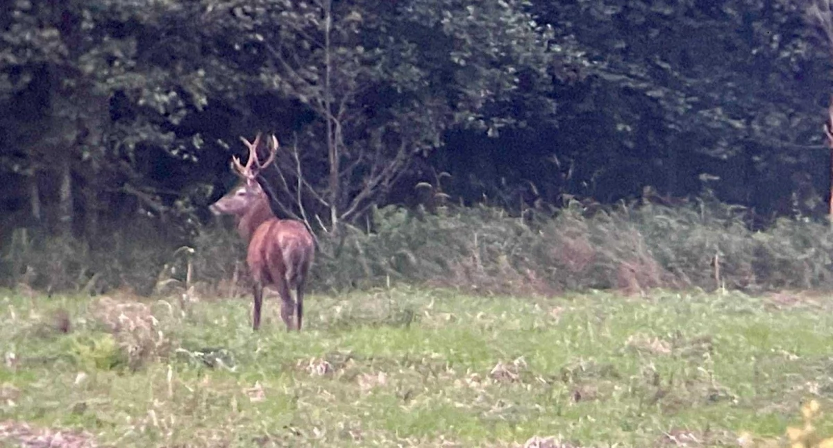 Nasze wyprawy, jeleni gwiazdami niezwykły wieczór Nadleśnictwie Okonek - zdjęcie, fotografia
