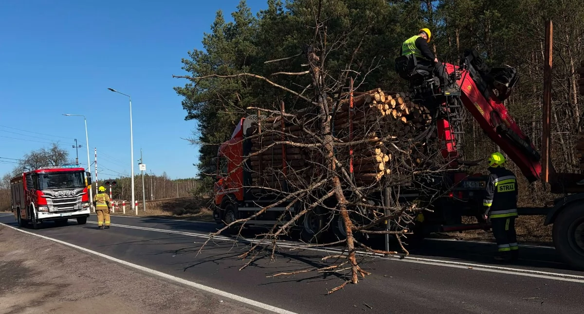 Straż pożarna, Drzewo spadło samochód - zdjęcie, fotografia