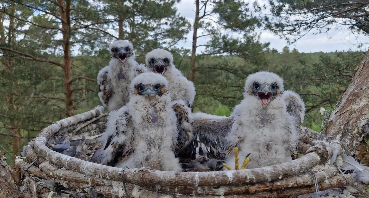 Ekologia Przyroda, Sokoły wędrowne Nadleśnictwie Jastrowie Specjalna platforma spełniła swoje zadanie - zdjęcie, fotografia