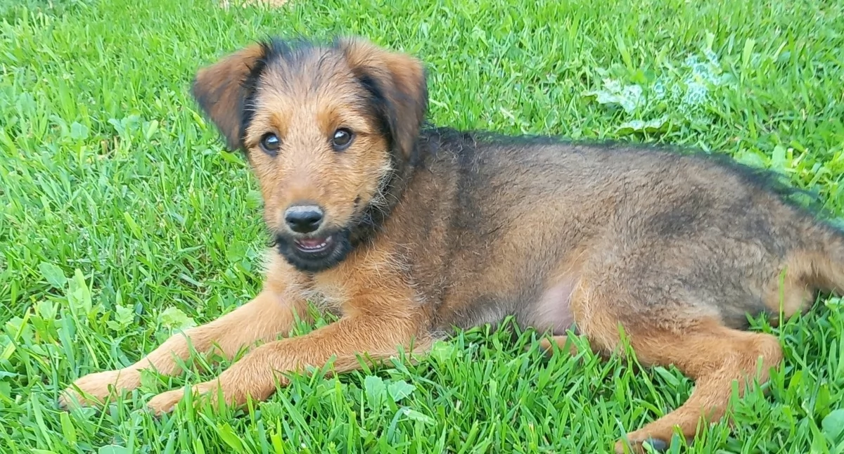 Zwierzęta, Forest Franio szukają domów Fundacja Animals apeluje adopcję - zdjęcie, fotografia