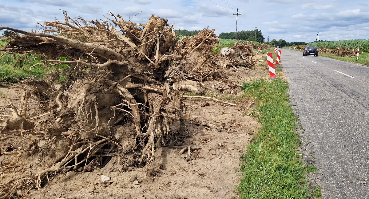 Inwestycje w powiecie, Usuwają potężne korzenie będzie droga ścieżka kilka milionów - zdjęcie, fotografia