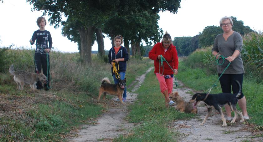 Piątkowy spacer z psiakami z przytuliska w Ferdynandowie. Katarzyna Korycka-Walasiak zachęca wszystkich zainteresowanych do przyłączenia się do tego typu akcji