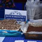 zdjęcie nr 100
