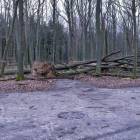 zdjęcie nr 42