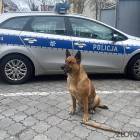 Fotka nr 1 z 3