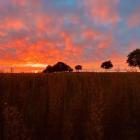 Nature’s Art - Kris