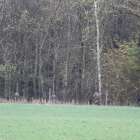 zdjęcie nr 43