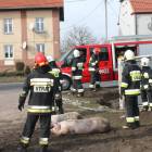 zdjęcie nr 9