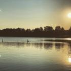 Swan lake - Kris