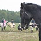 zdjęcie nr 19