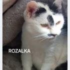 Fotka nr 5 z 7