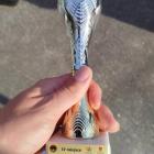 zdjęcie nr 10