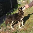 Fotka nr 1 z 3