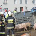 zdjęcie nr 16