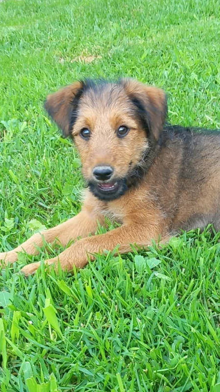 Forest i Franio szukają domów. Fundacja Vox Animals apeluje o adopcję