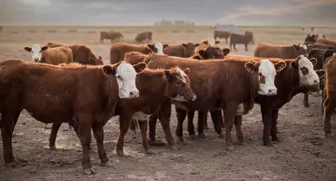 Józefowo: Gigantyczna hodowla 9 tysięcy sztuk bydła na horyzoncie