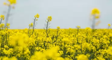 Chowacz podobnik w rzepaku bez szans. Skuteczna ochrona plantacji ozimej i jarej