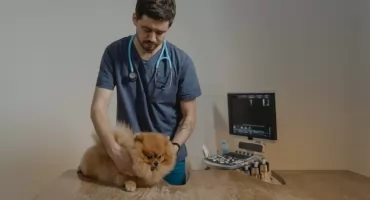 Zostań technikiem weterynarii – zaocznie. Sprawdź, jak szybko zdobyć zawód z przyszłością!